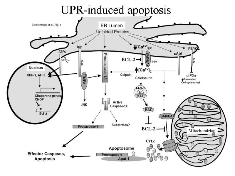 UPR-induced apoptosis